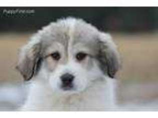 Great Pyrenees Puppy for sale in Clayton, WA, USA
