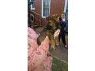 German Shepherd Dog Puppy for sale in Marion, NC, USA