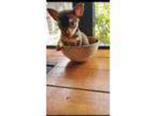 Chihuahua Puppy for sale in Kissimmee, FL, USA