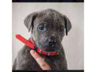 Cane Corso Puppy for sale in Vancouver, WA, USA