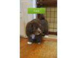 Havanese Puppy for sale in Saint Marys, PA, USA