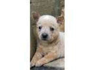 Australian Cattle Dog Puppy for sale in Tazewell, TN, USA
