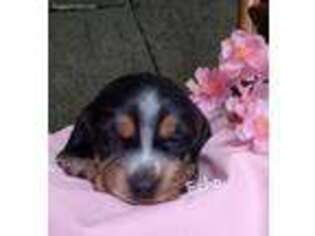 Beagle Puppy for sale in Colby, WI, USA