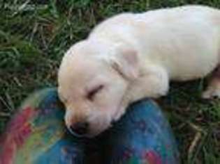 Labrador Retriever Puppy for sale in Marietta, SC, USA