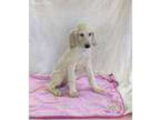 Afghan Hound Puppy for sale in Fayetteville, TN, USA