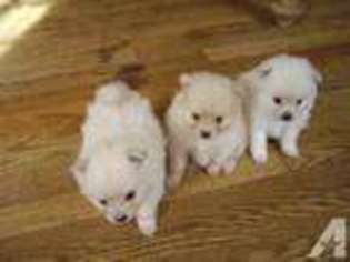 Pomeranian Puppy for sale in LENOIR, NC, USA