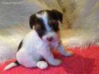 Yorkshire Terrier Puppy for sale in Goshen, CT, USA