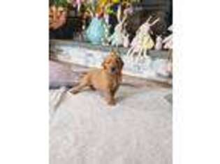 Golden Retriever Puppy for sale in Centereach, NY, USA