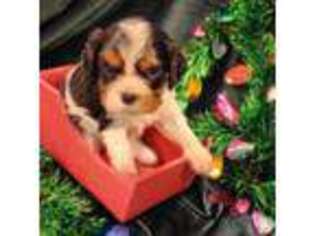 Cavalier King Charles Spaniel Puppy for sale in Asbury, MO, USA