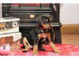 Miniature Pinscher Puppy for sale in Worthington, IN, USA