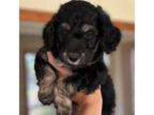 Mutt Puppy for sale in Marble Falls, TX, USA