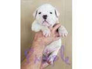Olde English Bulldogge Puppy for sale in Rochelle, IL, USA