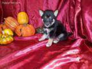Shiba Inu Puppy for sale in Waldron, AR, USA