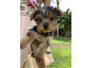 Yorkshire Terrier Puppy for sale in Wildomar, CA, USA