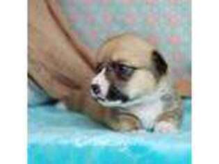 Pembroke Welsh Corgi Puppy for sale in Unknown, , USA