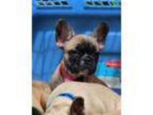 French Bulldog Puppy for sale in Barbourville, KY, USA