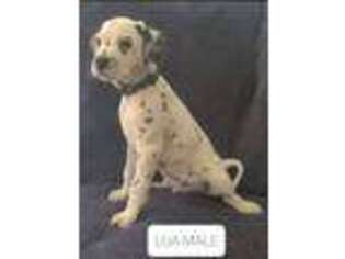 Dalmatian Puppy for sale in Bicknell, IN, USA