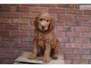 Goldendoodle Puppy for sale in Fort Collins, CO, USA