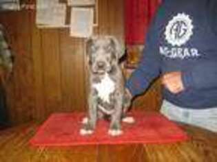 Great Dane Puppy for sale in Louisville, IL, USA