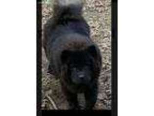 Chow Chow Puppy for sale in Wadsworth, OH, USA
