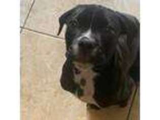 Cane Corso Puppy for sale in Homestead, FL, USA
