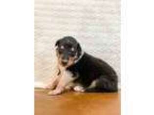 Collie Puppy for sale in Springfield, MO, USA