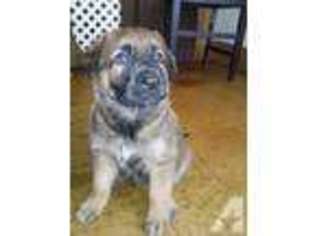 Mutt Puppy for sale in SHOKAN, NY, USA