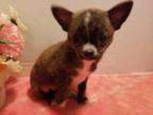 Chihuahua Puppy for sale in Glen Allen, VA, USA