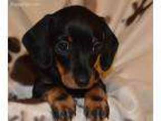 Dachshund Puppy for sale in North Andover, MA, USA