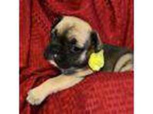 French Bulldog Puppy for sale in Ten Mile, TN, USA