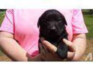 Labrador Retriever Puppy for sale in MOUNT JULIET, TN, USA