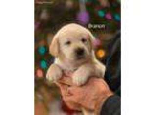Labrador Retriever Puppy for sale in Fairfield, VT, USA