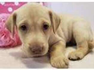Medium Photo #1 Labrador Retriever Puppy For Sale in Riverhead, NY, USA