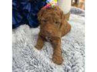 Mutt Puppy for sale in Lagrange, GA, USA