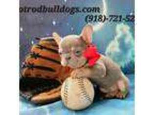 French Bulldog Puppy for sale in Stigler, OK, USA