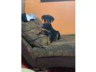 Rottweiler Puppy for sale in Elkridge, MD, USA