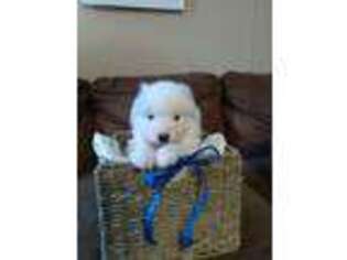 Samoyed Puppy for sale in Maple City, MI, USA