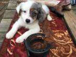 Australian Shepherd Puppy for sale in Henderson, TX, USA