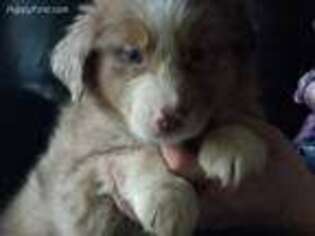 Australian Shepherd Puppy for sale in Mc Graw, NY, USA