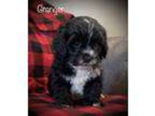 Shih-Poo Puppy for sale in Fredericksburg, PA, USA