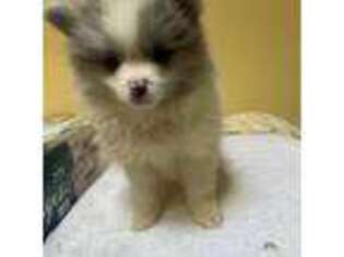 Pomeranian Puppy for sale in Watertown, CT, USA