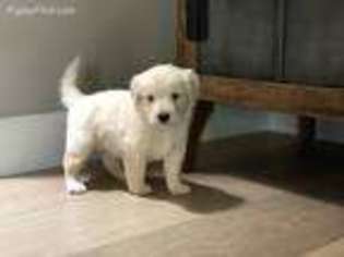 Labradoodle Puppy for sale in Scottsdale, AZ, USA