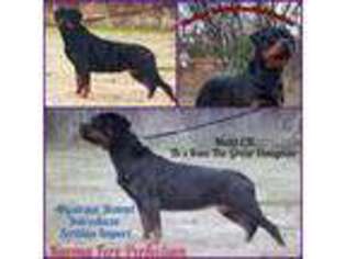Rottweiler Puppy for sale in Blanchard, OK, USA