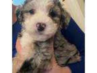 Mutt Puppy for sale in Kernersville, NC, USA