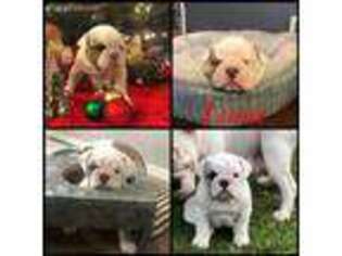 Bulldog Puppy for sale in Syracuse, NY, USA