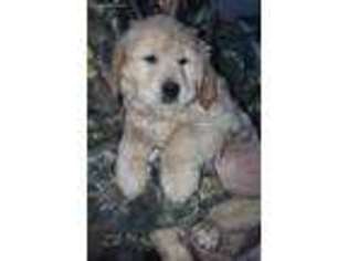 Golden Retriever Puppy for sale in Newport, WA, USA