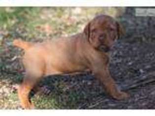 Vizsla Puppy for sale in Columbia, MO, USA