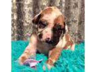 Great Dane Puppy for sale in Brownsboro, TX, USA