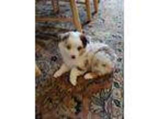Miniature Australian Shepherd Puppy for sale in Chagrin Falls, OH, USA