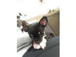 Chihuahua Puppy for sale in Monroe, NC, USA